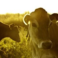 Chipotle Reaches Pasture-Raised Dairy Milestone