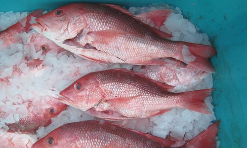 Coalition of Gulf Seafood Leaders to Block Efforts to take Fresh Gulf Fish from Consumers