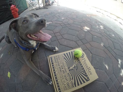 PizzaRev Launches #PizzaRevPets Campaign to Promote Pet Adoption in June